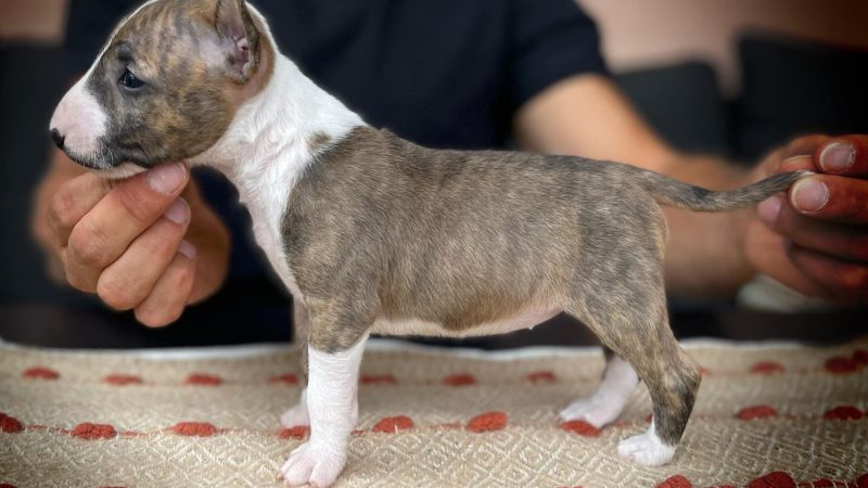 Miniature Bullterrier S-Wurf von Saalewiesen