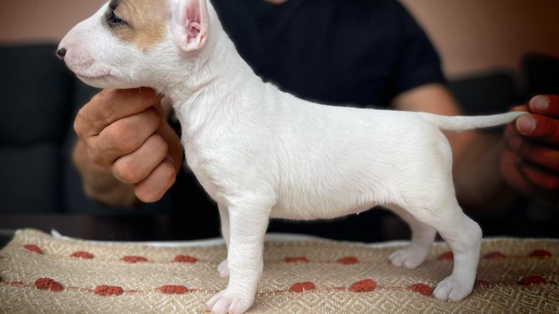 Miniature Bullterrier S-Wurf von Saalewiesen