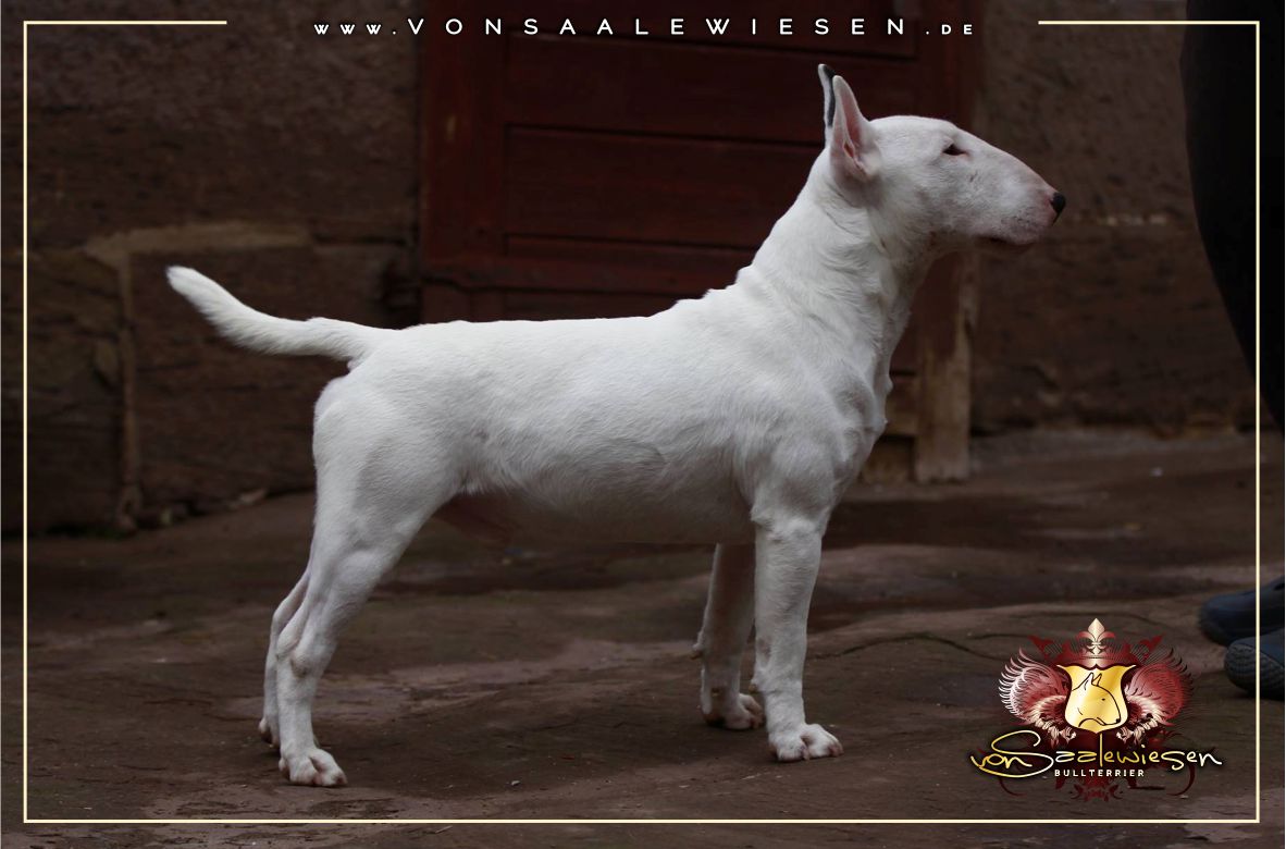 Miniatur Bullterrier C-Wurf von Saalewiesen