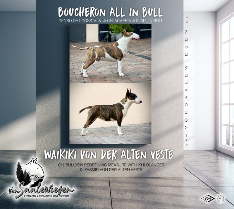 Miniatur Bullterrier N-Wurf von Saalewiesen