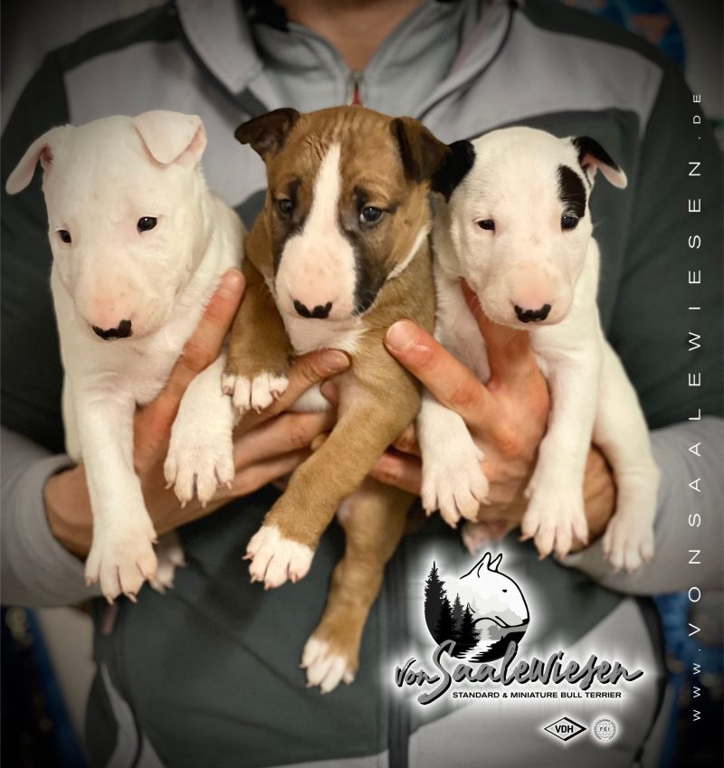 Standard Bullterrier V-Wurf "von Saalewiesen"