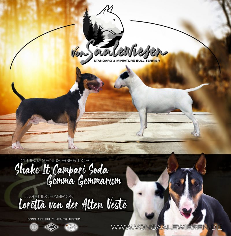 Miniatur Bullterrier L-Wurf von Saalewiesen