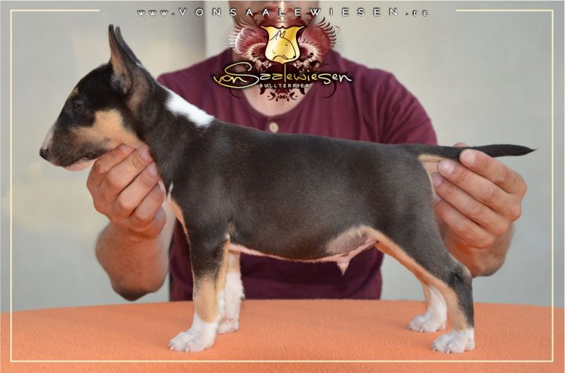 Miniatur Bullterrier C-Wurf von Saalewiesen