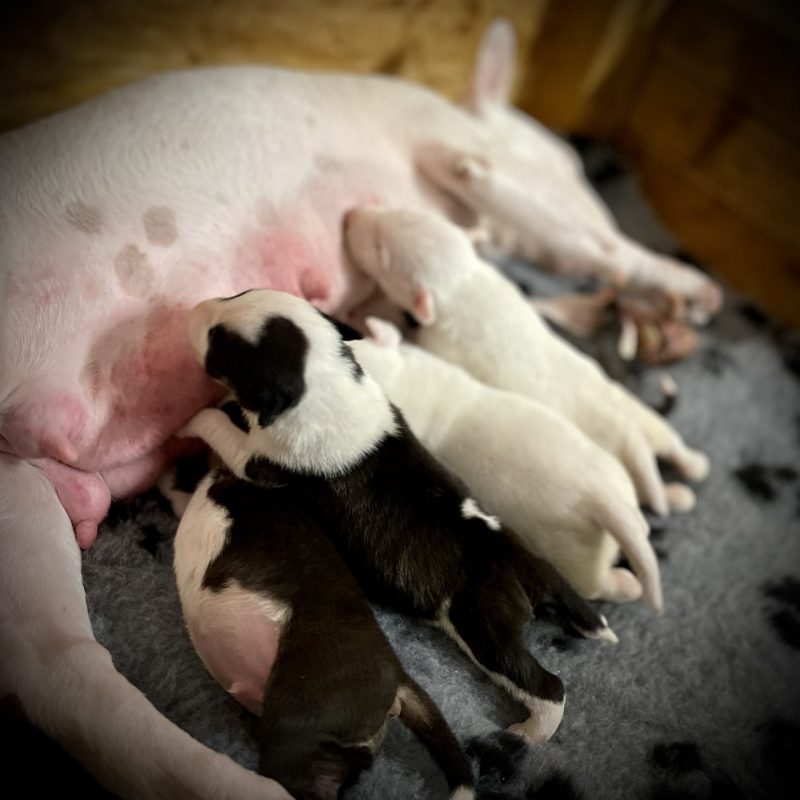 Miniature Bullterrier Q-Wurf von Saalewiesen