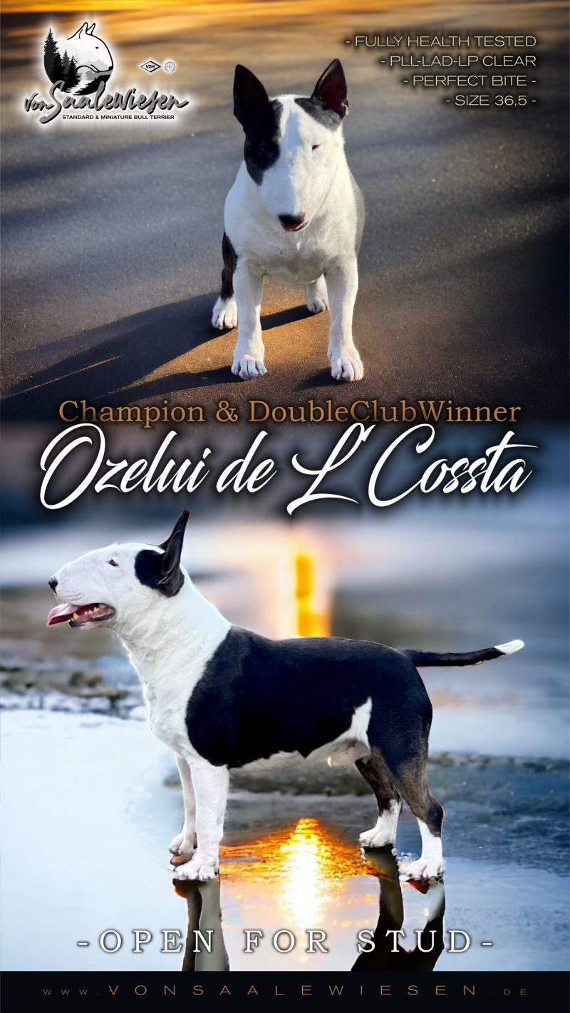 Ozelui de L`Cossta