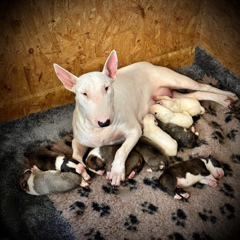 Standard Bullterrier X-Wurf von Saalewiesen