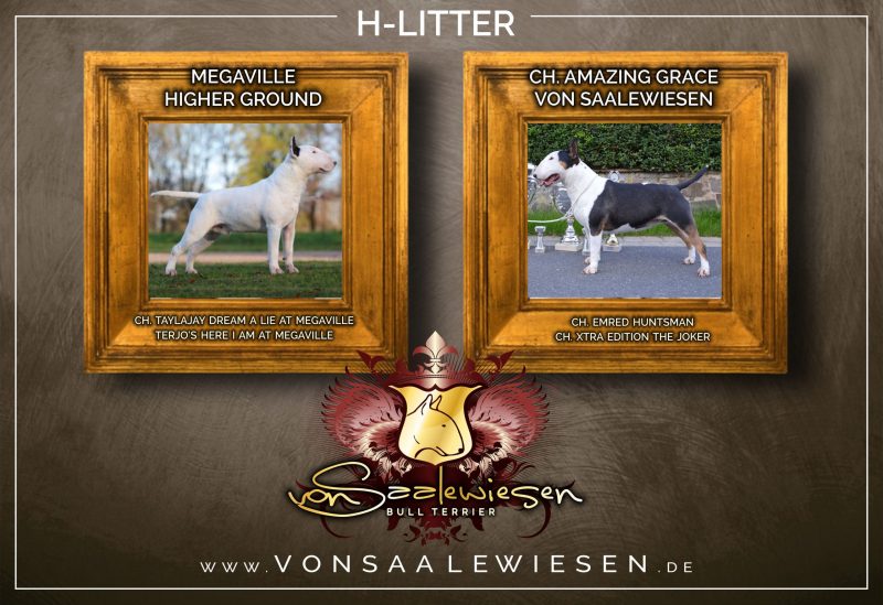 Standard Bullterrier H-Wurf "von Saalewiesen"