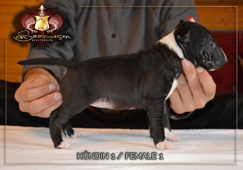 Miniatur Bullterrier B-Wurf von Saalewiesen