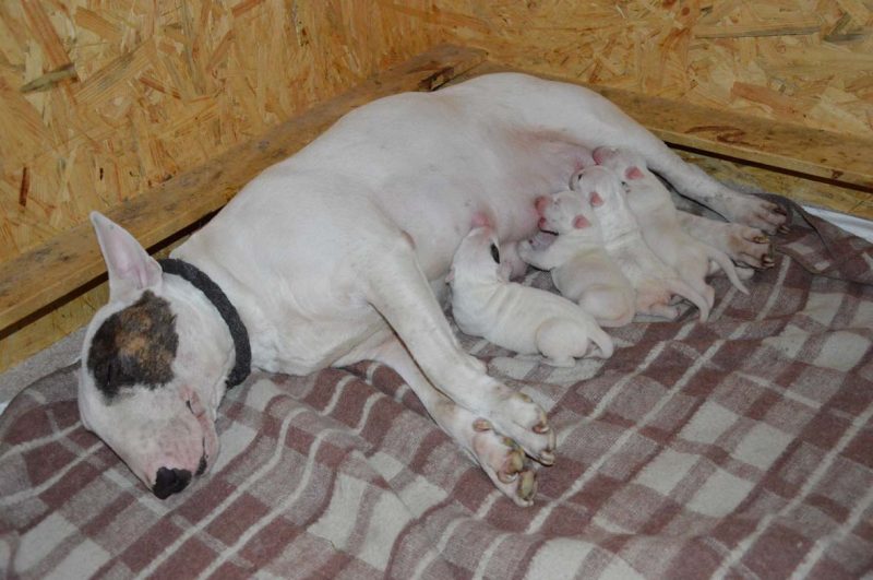 Standard Bullterrier C-Wurf "von Saalewiesen"