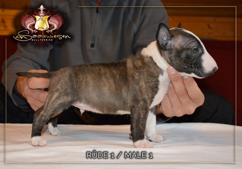 Miniatur Bullterrier B-Wurf von Saalewiesen